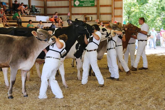 Schonauer wins Dairy Showmanships Supreme Showmanship despite broken arm