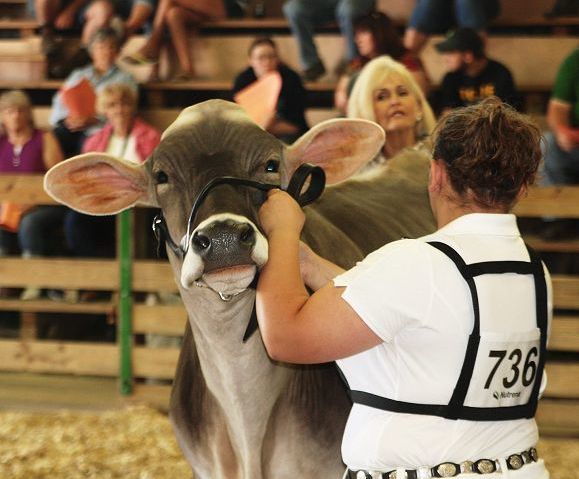 Schonauer wins Dairy Showmanships Supreme Showmanship despite broken arm