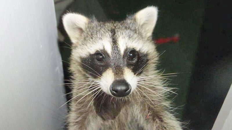 Second raccoon tests positive for rabies in Tuscarawas County