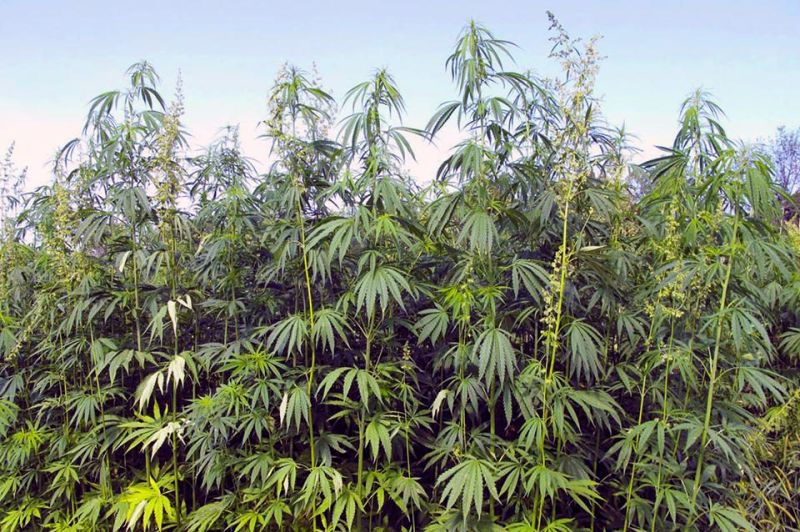 Senate Bill 57 decriminalizes hemp