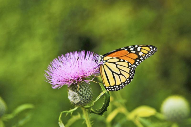 Series shares information about helping local pollinators