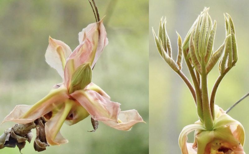 Shagbark hickory ‘makes it new’ for trail traveler