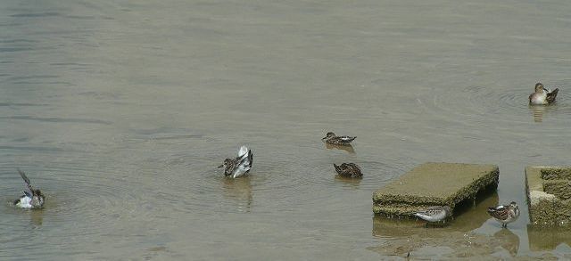 Shorebirds are keeping birders busy throughout August