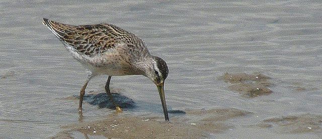 Shorebirds are keeping birders busy throughout August