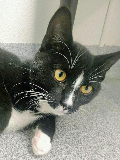 Sirius Black is in need of a home