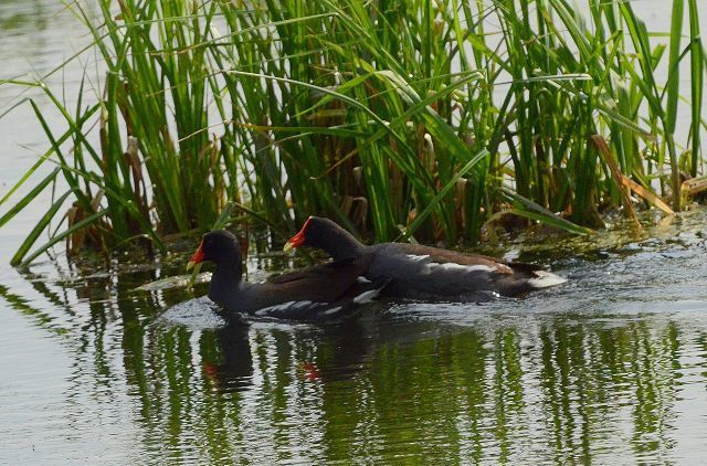 Spring migration update: 'Big Days' were a hit with local birders
