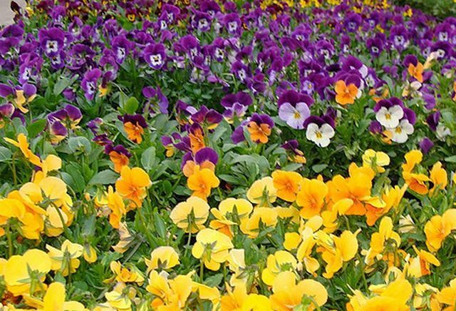 Spring pansies provide more than beauty