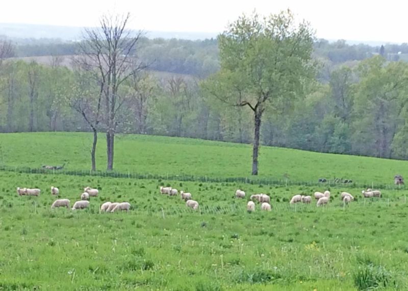 Summerhill Farm Dawn Chorus set for May 28