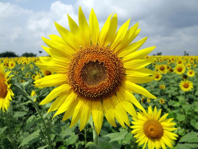 Sunflower Festival returns to Coshocton