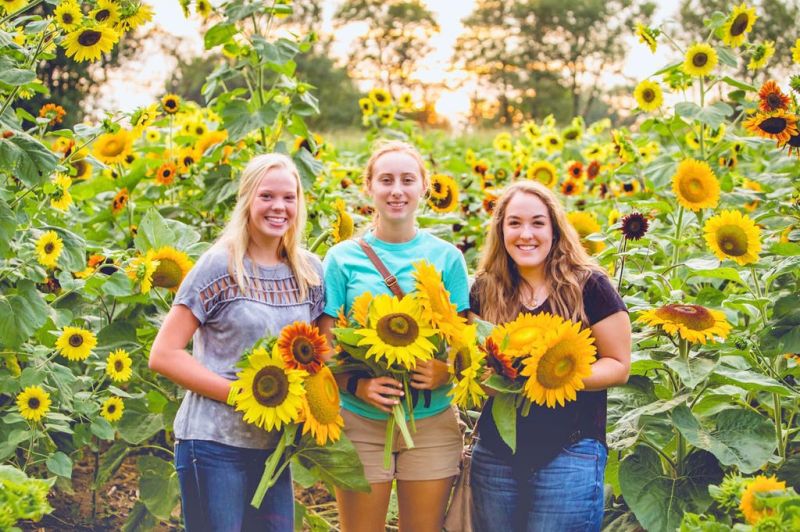 Sunflower Festival To Return To Coshocton The Bargain Hunter