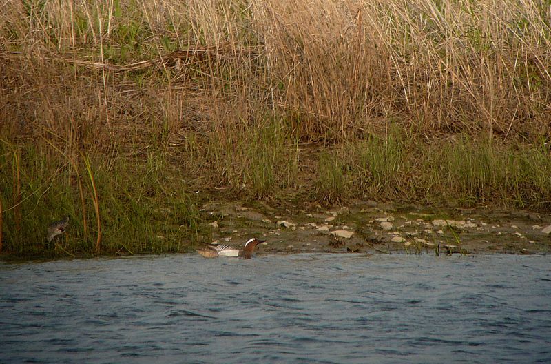 Super rare Eurasian bird shows up in Ohio