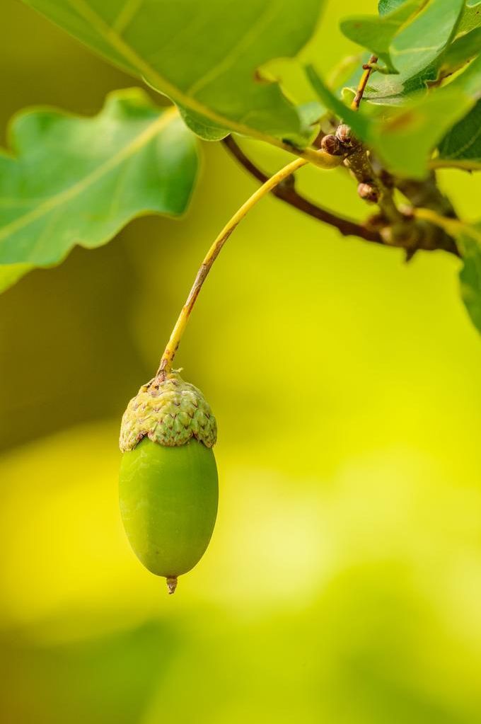 SWCD accepting tree orders now