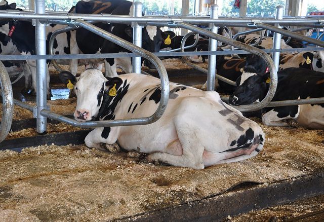 The comfort of waterbeds down on the farm
