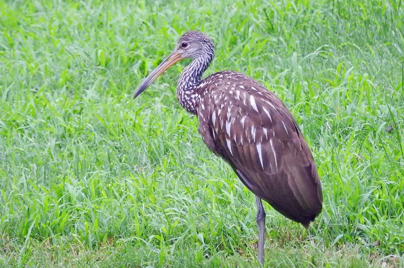 The first state-record limpkin shows up in Orrville