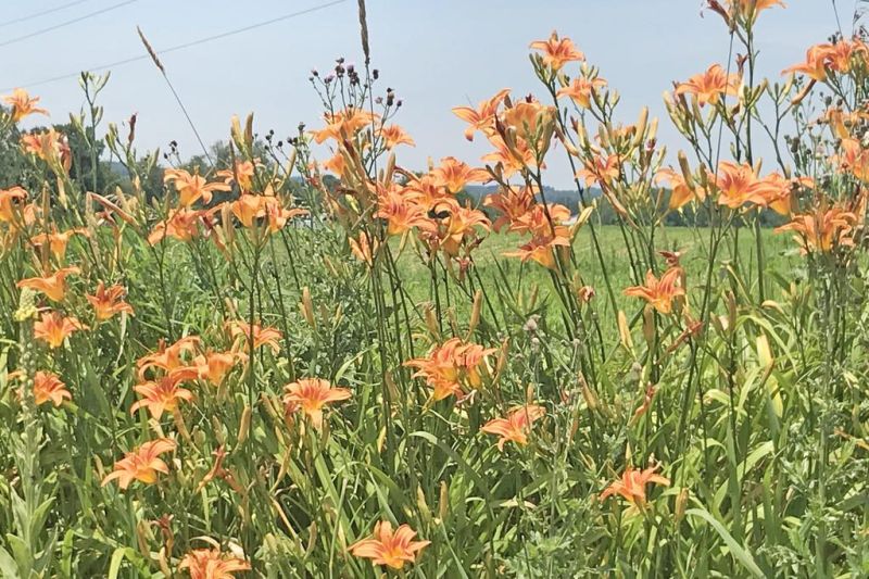 The old-school orange ditch lily is still my favorite