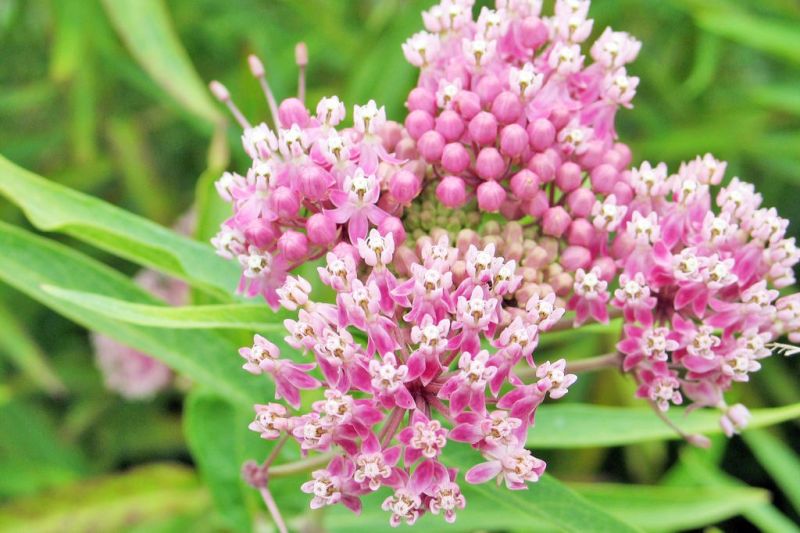 The Wilderness Center plant sale features native species