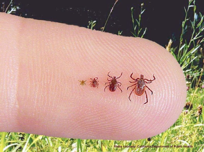 Tick experts to answer questions