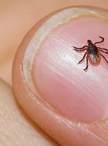 Ticks are part of outdoor life, so be sure to check