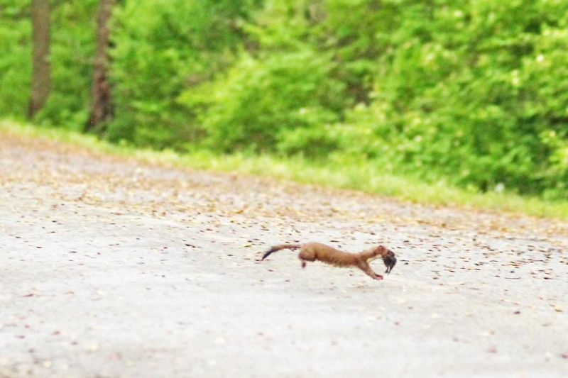 Traveling a highway of predator and prey