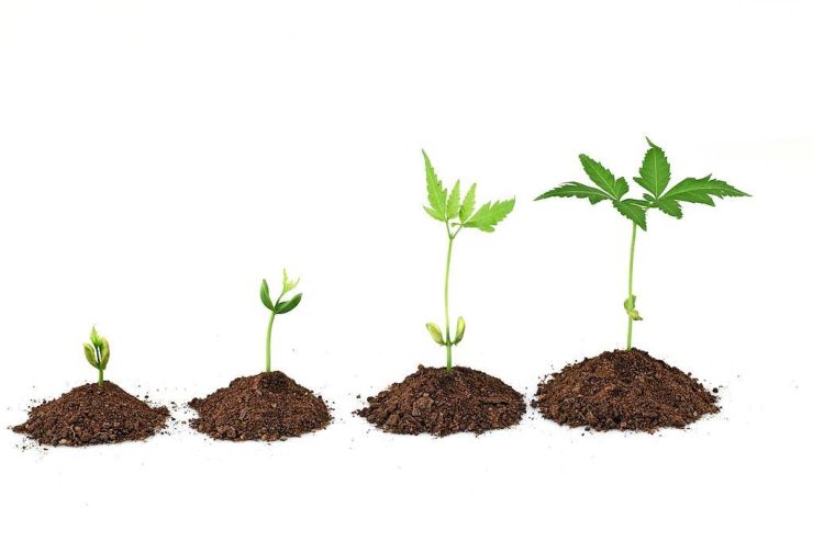 Tree seedlings available from SWCD