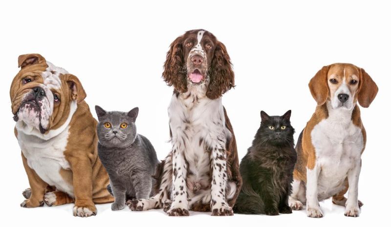 Trinity to host Blessing of the Pets