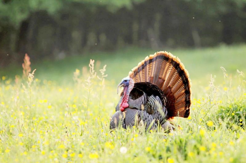 Turkey Calling Contest open to all