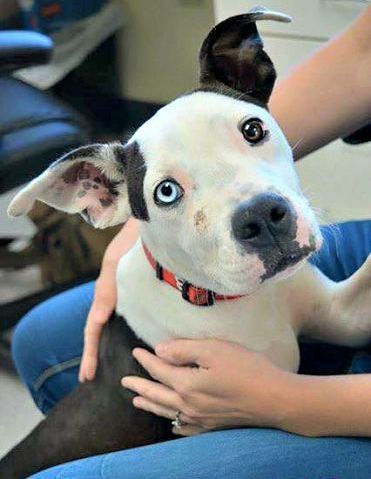 Tuscarawas County Humane Society to host open house