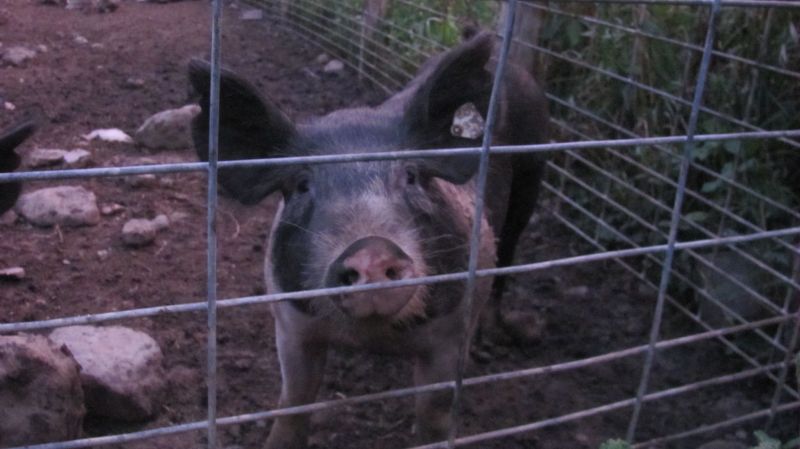 Tuscora Park is the site for bringing the country to the city at Farm Day 2011