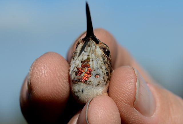 Two hummingbirds banded at the same feeders Oct. 22