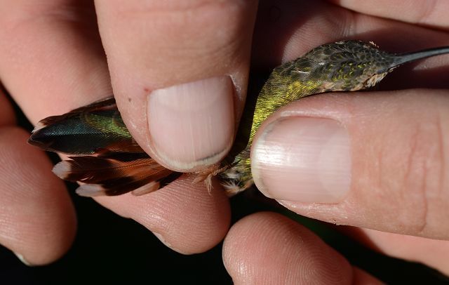 Two hummingbirds banded at the same feeders Oct. 22