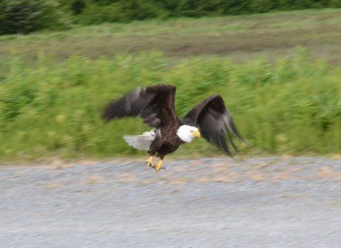 Valdez, Alaska has lots of glaciers, snowy peaks, and birds