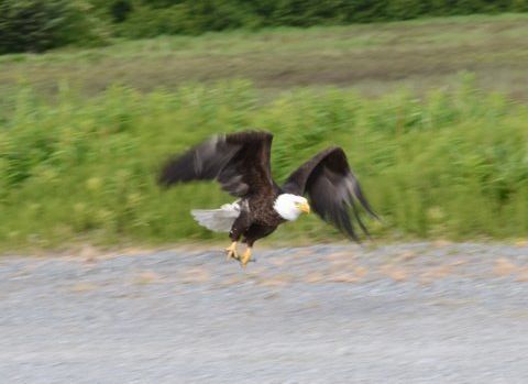 Valdez, Alaska has lots of glaciers, snowy peaks, and birds
