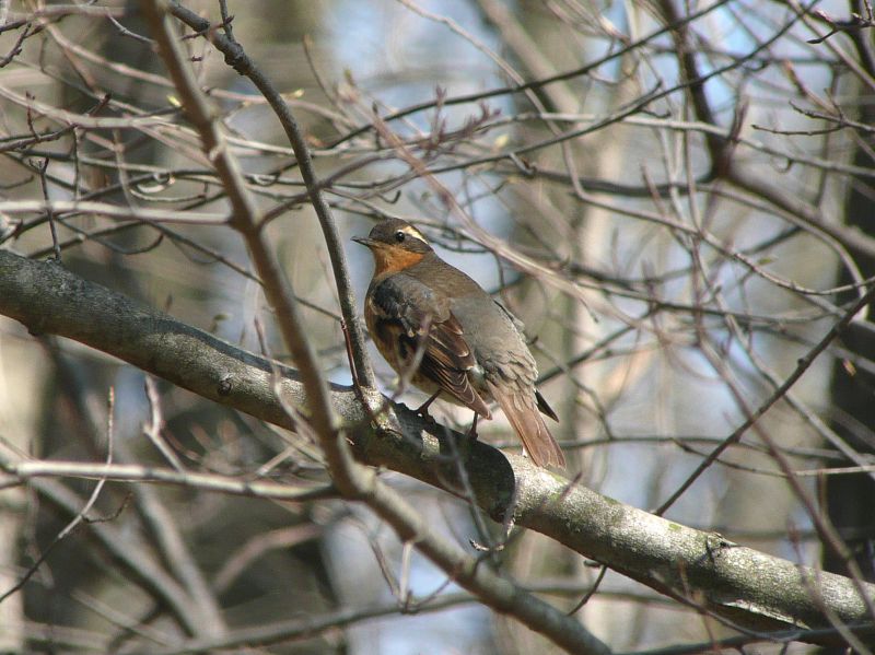 Varied Thrush joins the Harris's Sparrow southeast of Apple Creek