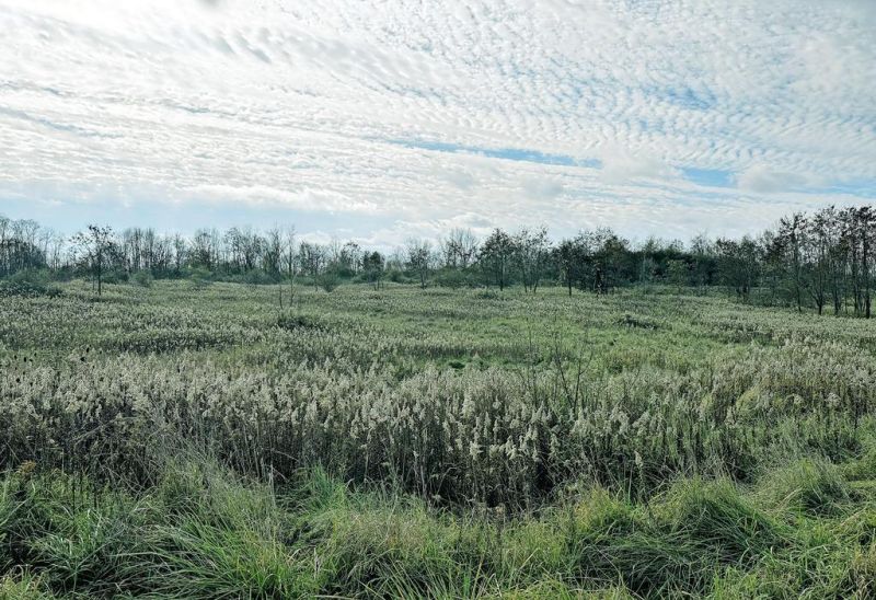 Volunteers are sought for re-creation of old landfill