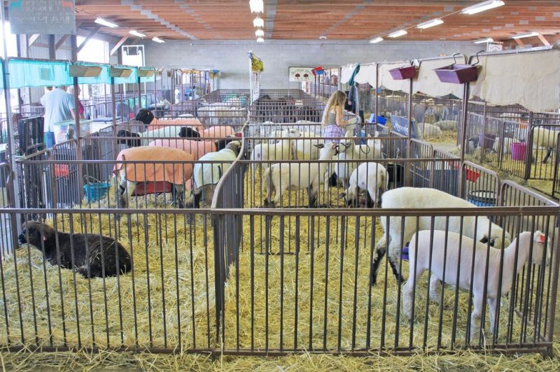 Wayne County Fair’s 175th edition has something for everyone