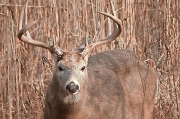 Weeklong deer season concludes