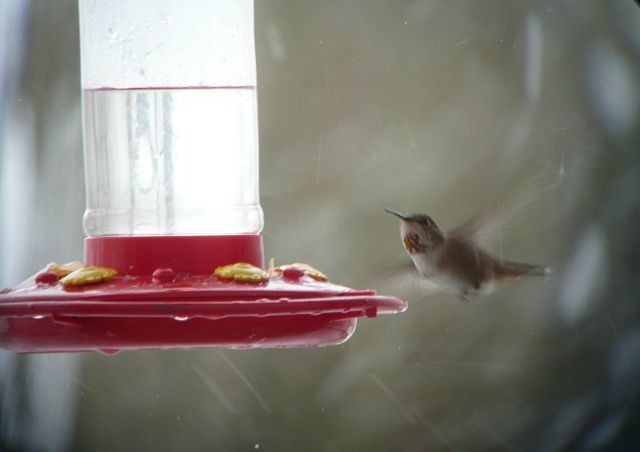 We're off to a good birding start in 2012