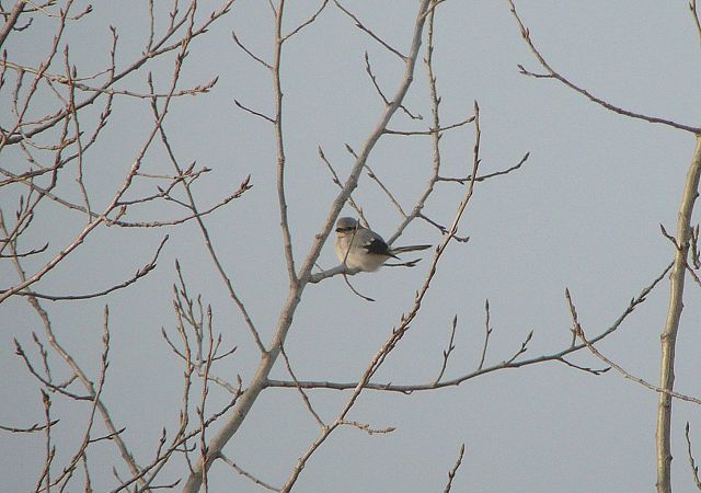 We're off to a good birding start in 2012