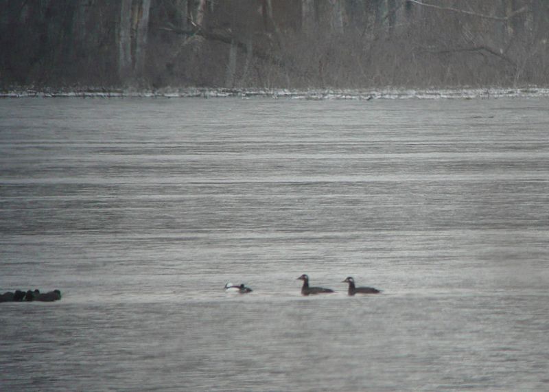 White-winged Scoters provide a nice surprise at Killbuck Marsh Wildlife Area