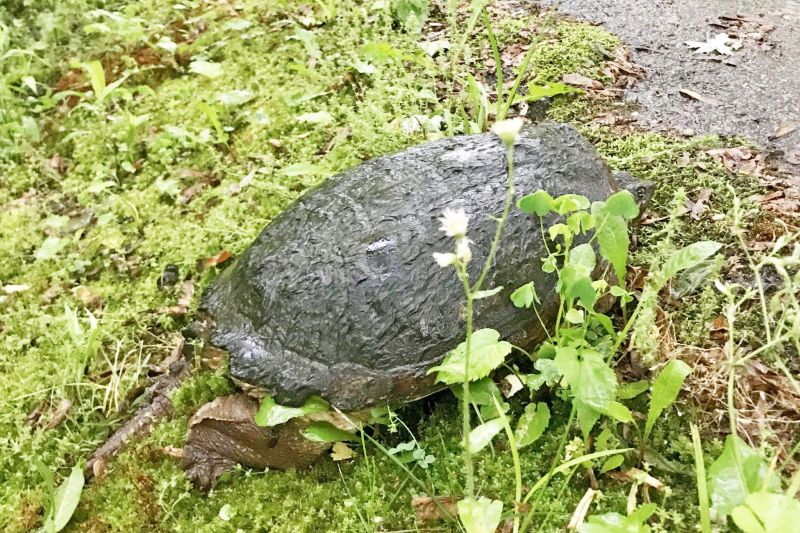 Why did the turtle cross the road?