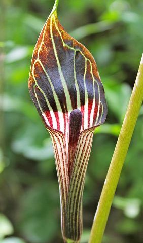 Wildflower walks scheduled