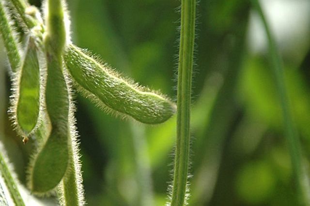 Will this be a white mold year?