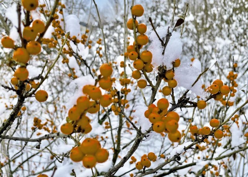 Winterberry plants add color to winter