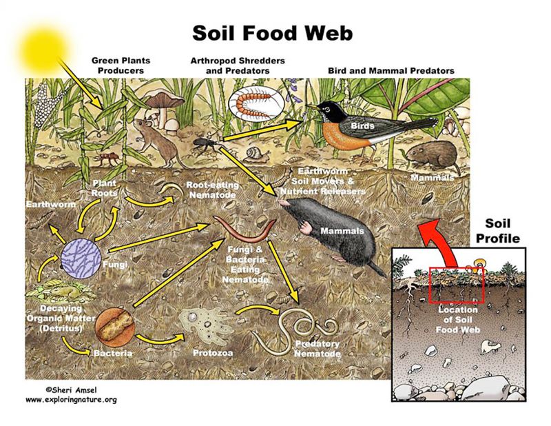 Your below-ground herd needs fed too