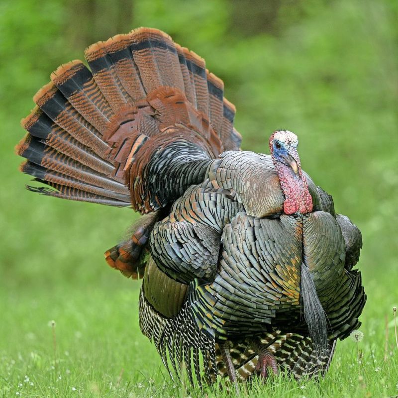 Youth hunters checked 1,740 wild turkeys over the weekend