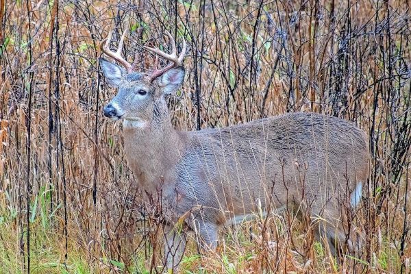 Youth hunters checked 10,449 white-tailed deer Nov. 16-17