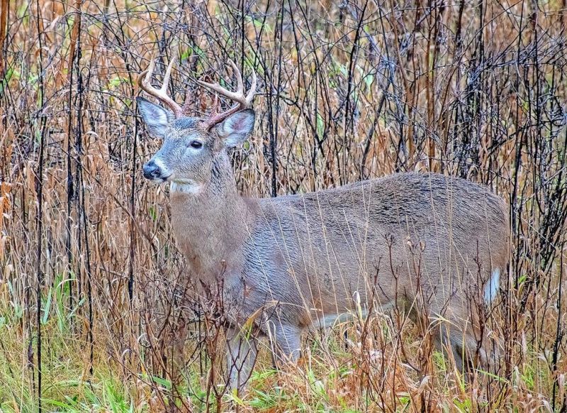 Youth hunters checked 10,449 white-tailed deer Nov. 16-17